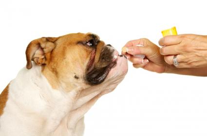 狗狗身上有跳蚤，市场上那么多种驱虫药，该怎么选？