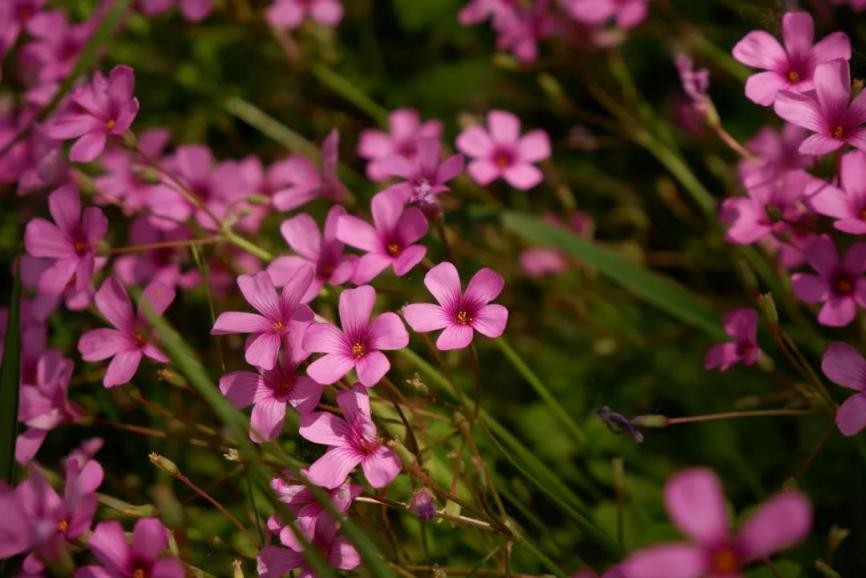 高清大图惊艳来袭！江苏这些“校花”神仙颜值，你Pick哪一个
