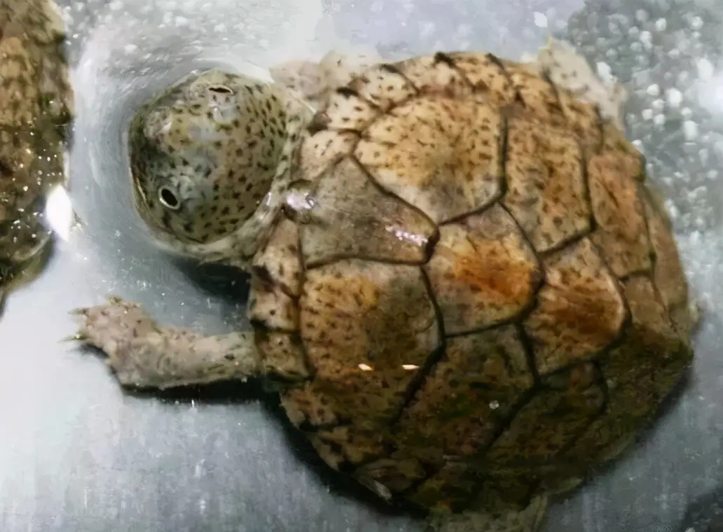 乌龟的种类图片及名称（乌龟的品种图片）