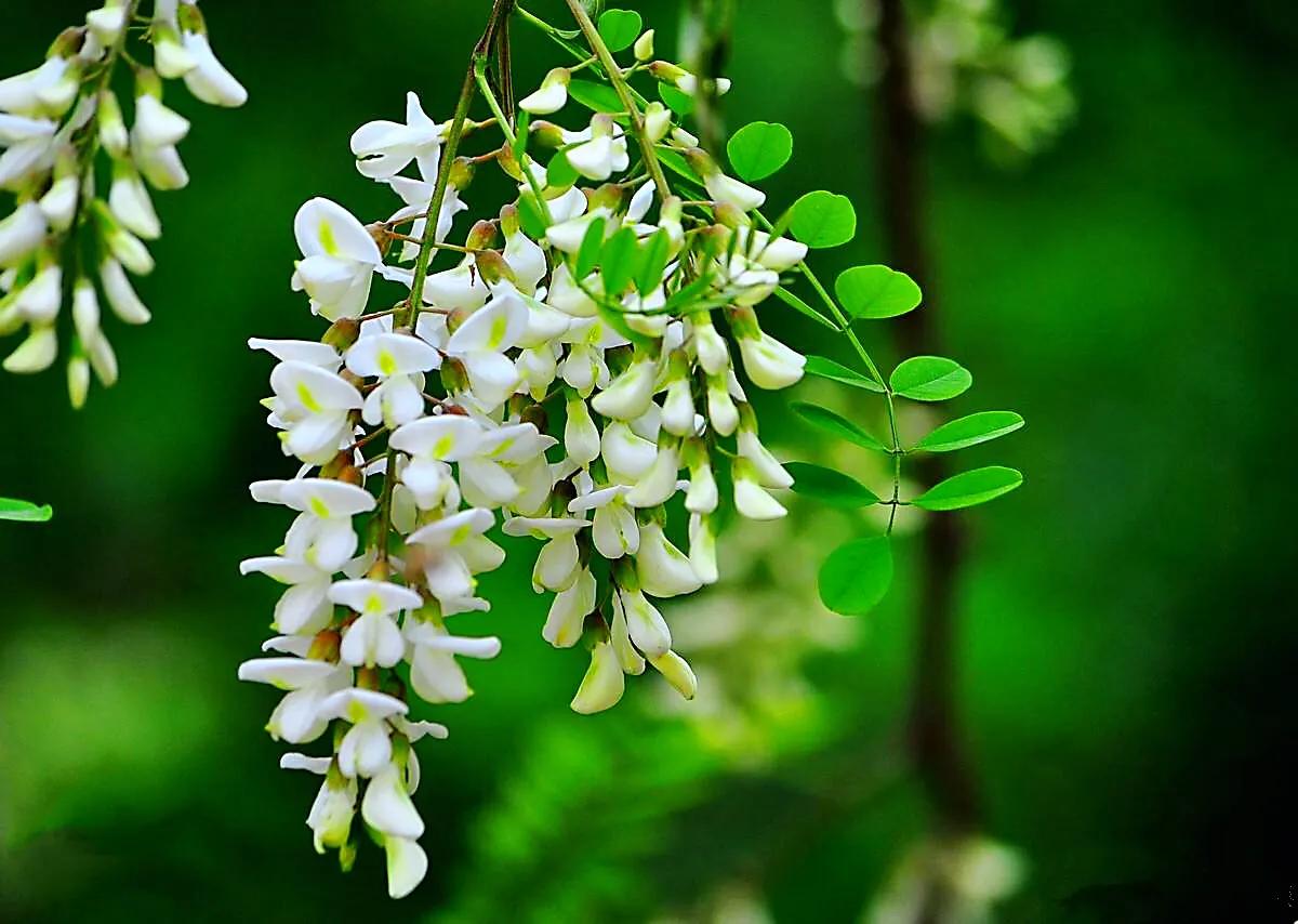 槐花四个品种:洋槐花,紫花槐,香花槐,金叶洋槐