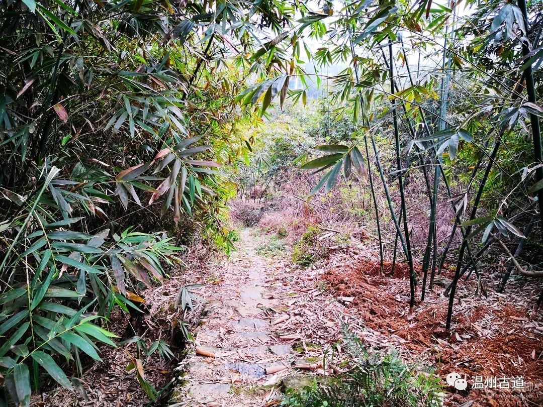 平阳麻步吧（平阳麻步沿口七星山古道环线穿越风景如画）