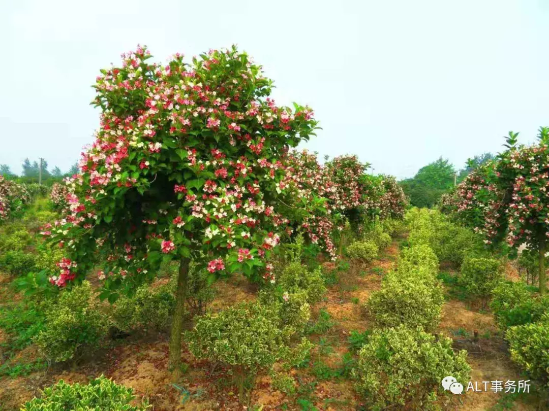 花卉五彩锦带_锦绣什么花