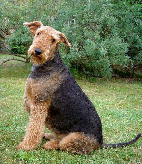 万能梗是梗类特大型梗,名字取自其原产地约克夏郡的"airedale"溪谷.