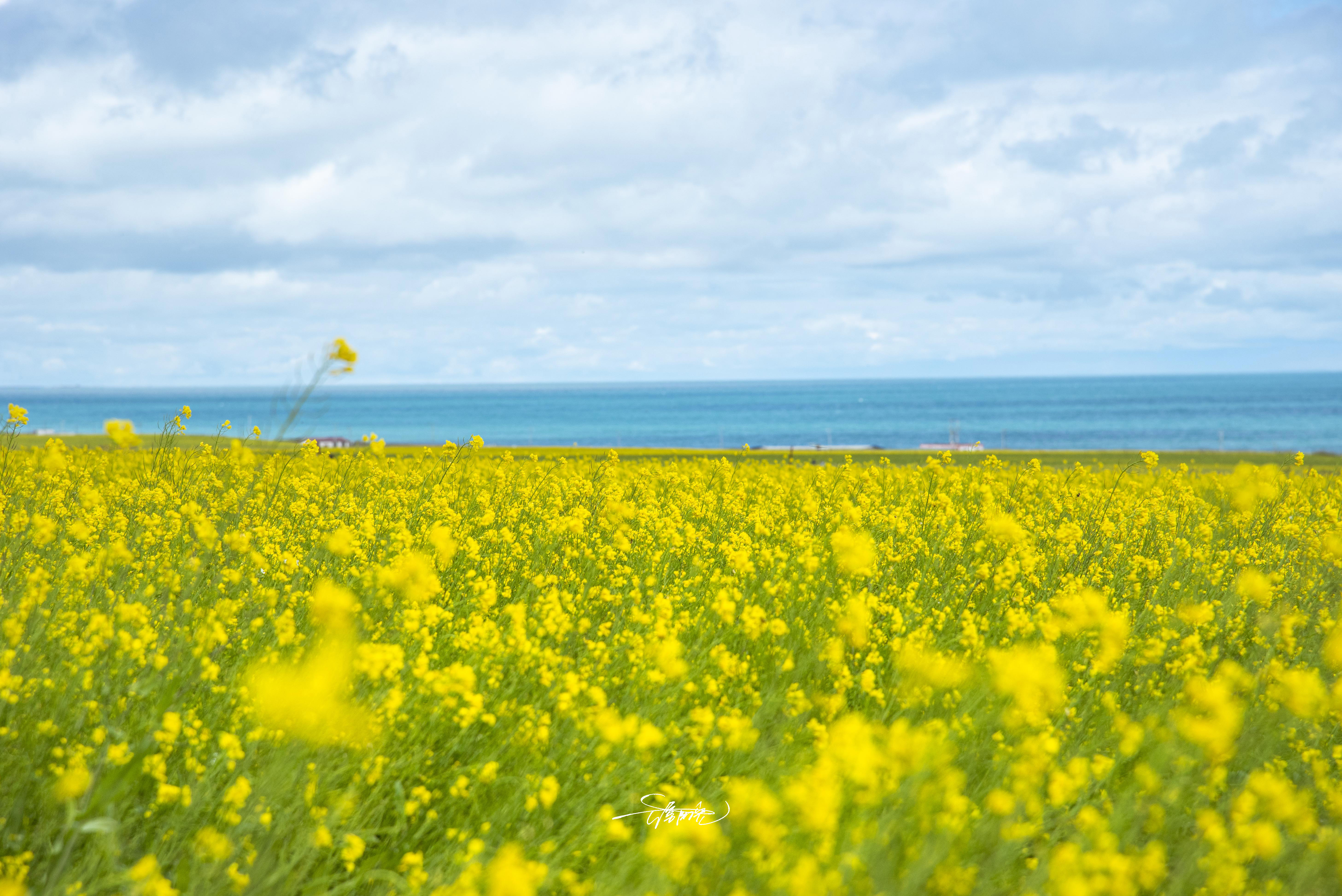 环青海湖之旅,看不腻的风景都在路上