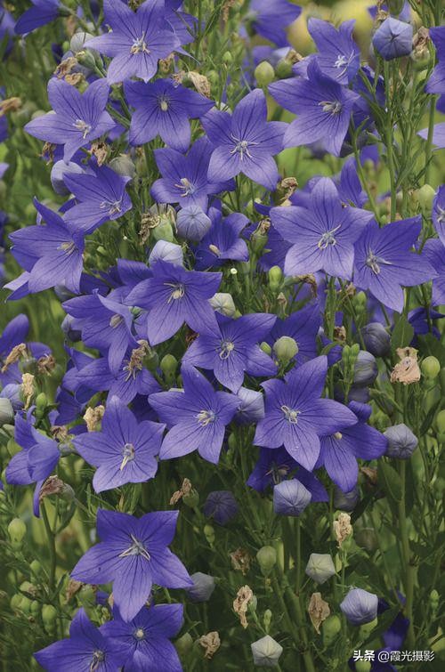 花园里的紫风铃,桔梗花