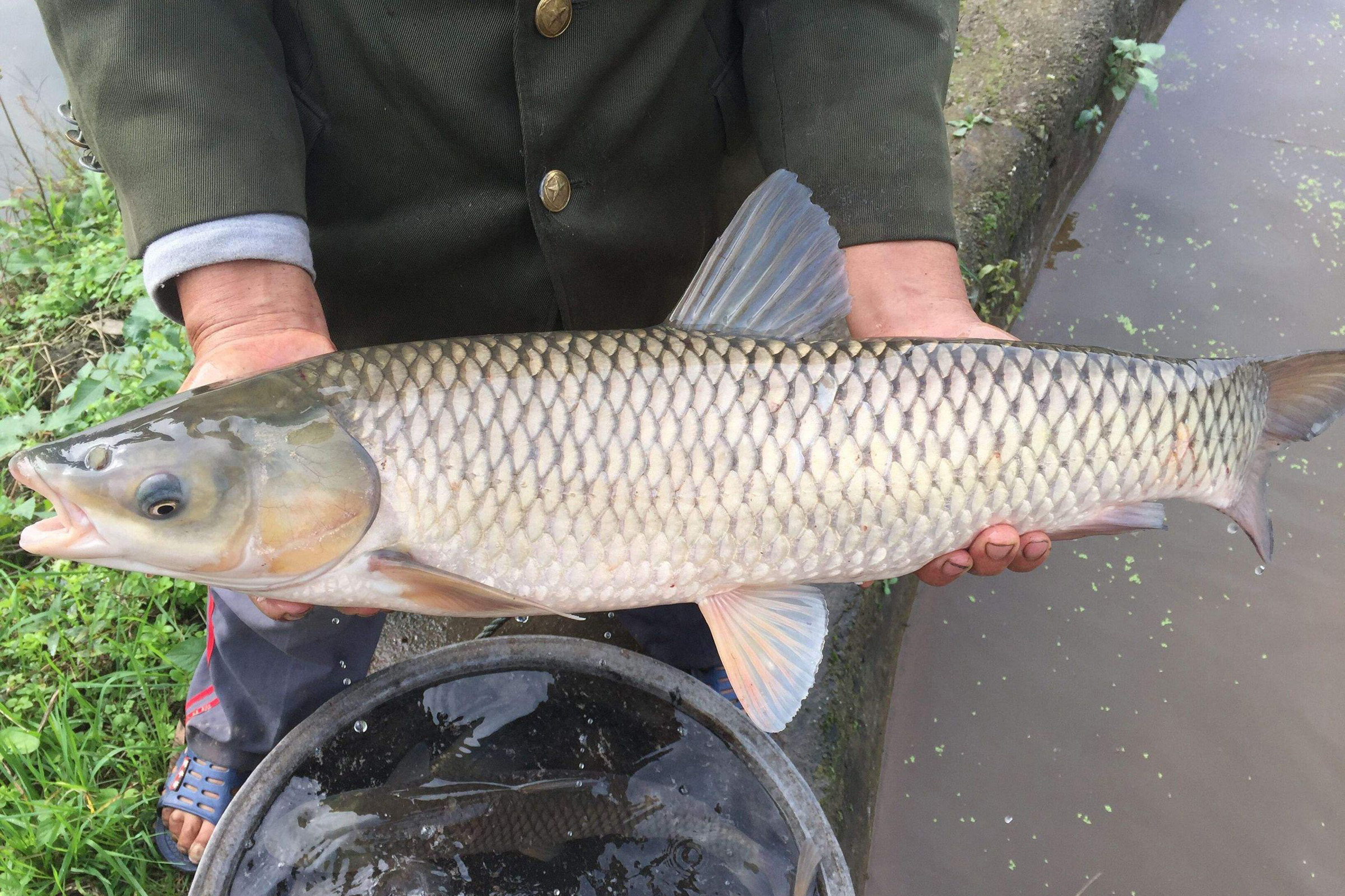 草鱼喜欢吃什么味型的饵料(钓草鱼饵料味型调配技巧介绍)
