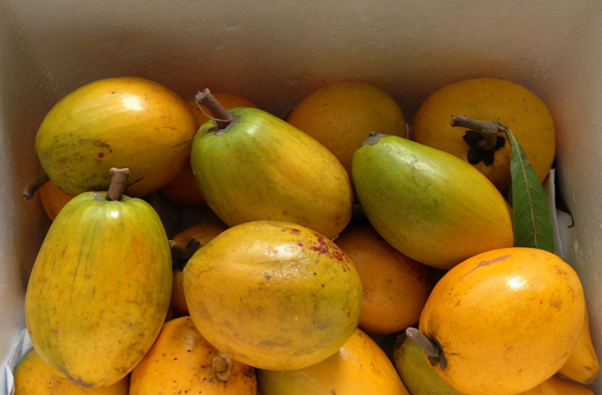 蛋黄果:果肉像蛋黄,吃起来却像榴莲,推广种植多年却依旧不火