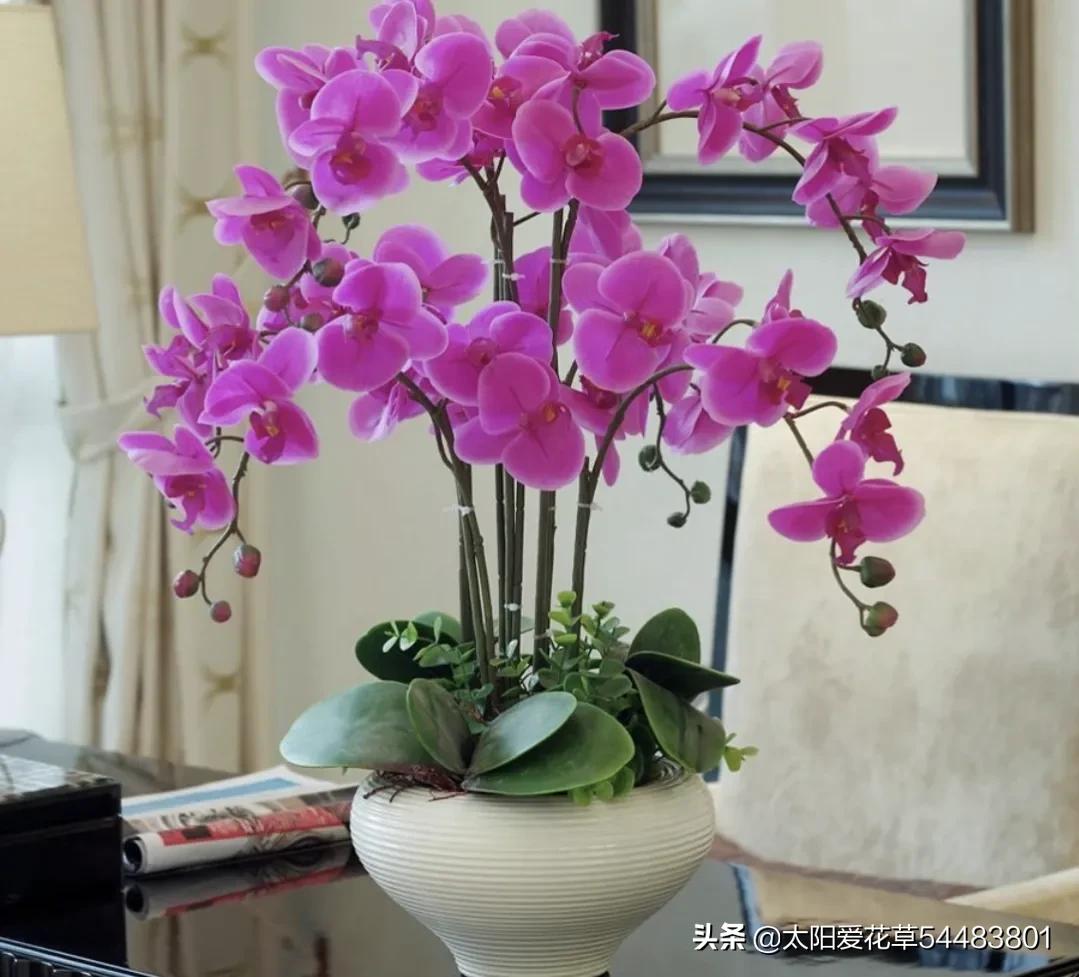 春天开放的十种花春天开放的有哪几种花