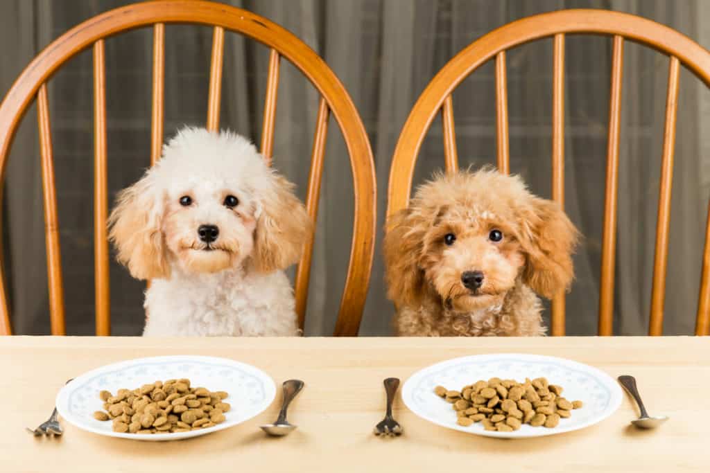 泰迪犬不吃狗粮怎么办？解决狗狗挑食问题的有效方法