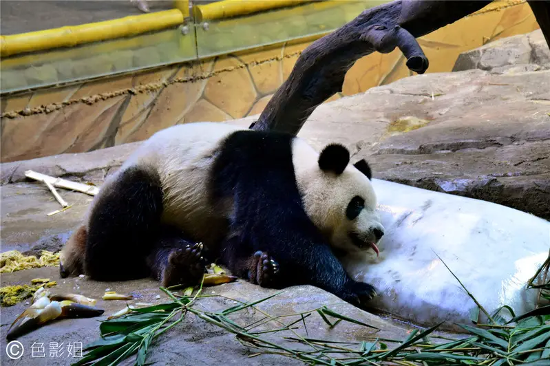 长隆欢乐世界旅游攻略景点必去（三天三夜欢乐长隆之旅）