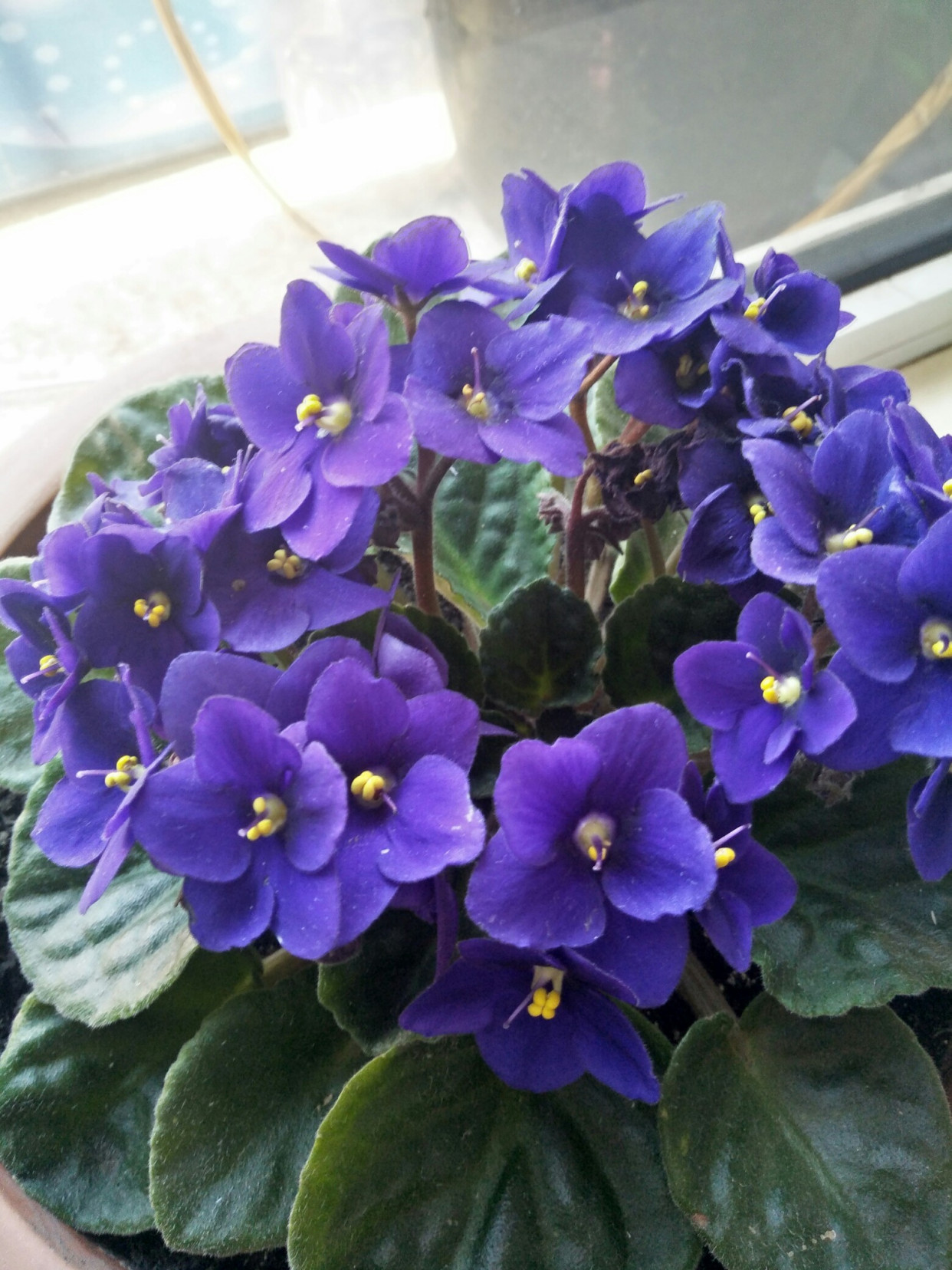 紫罗兰有毒吗（100种室内盆栽花草图鉴）