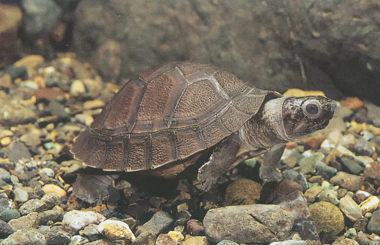 乌龟的种类图片及名称（乌龟的品种图片）