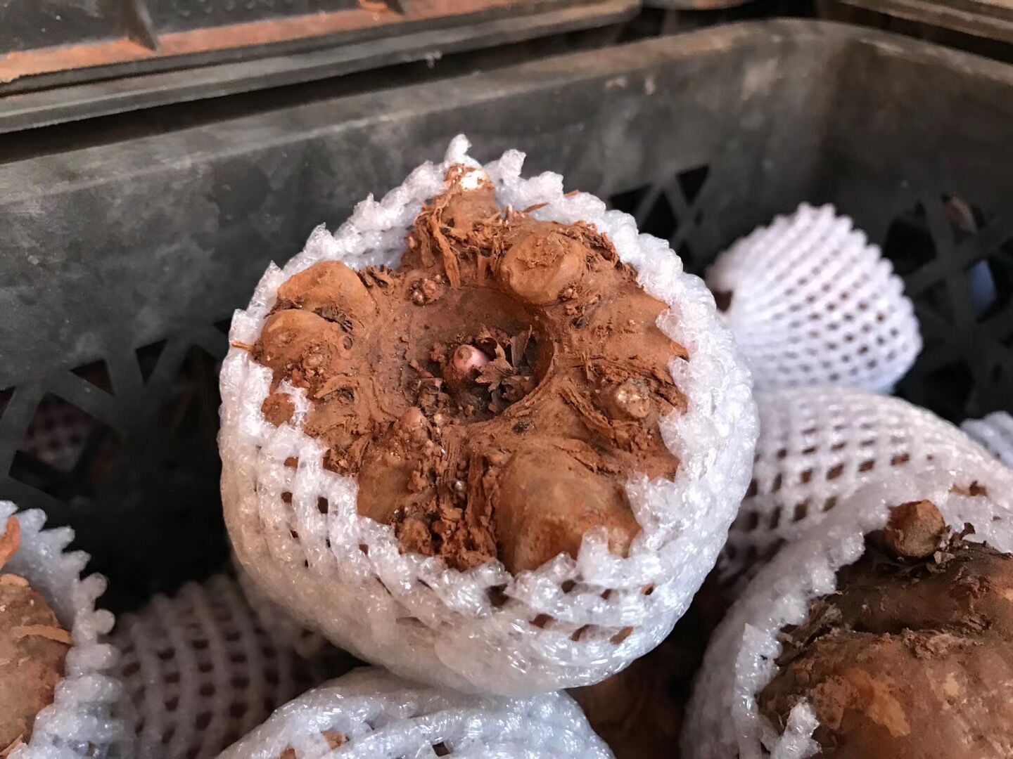魔芋种子套网袋效果怎么样_有什么好处_ 第1张