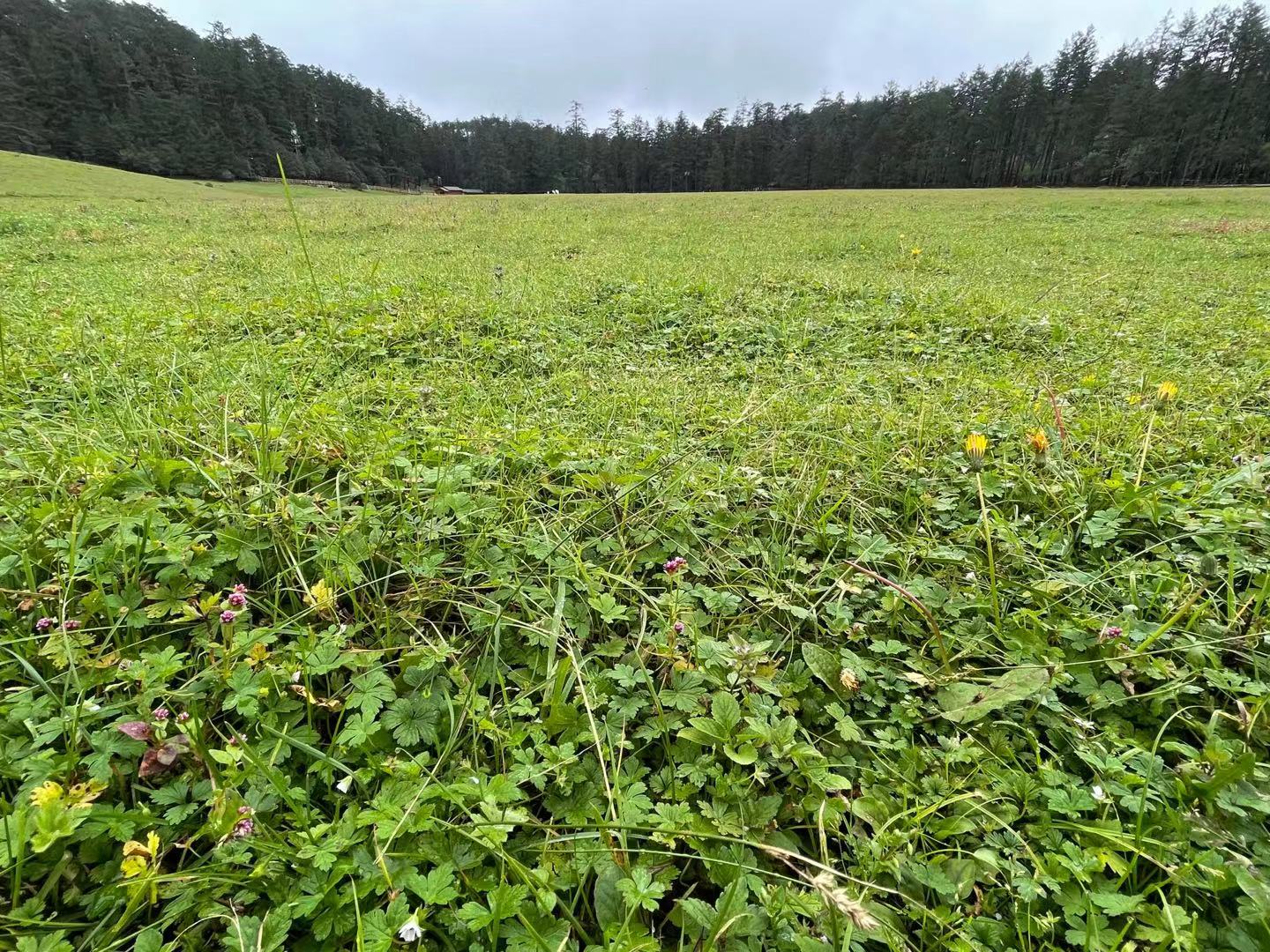 玉龙雪山山麓的蓝月谷，是蔚蓝天空送给丽江的永恒印记