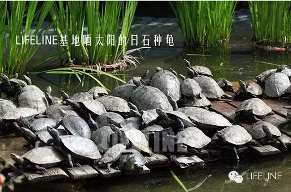 日本石龟图片高清（日本石龟龟苗饲养指南）