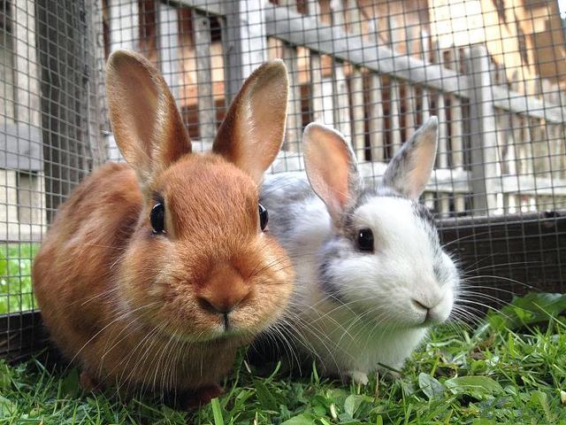 养殖兔子怎么管理，养殖兔子怎么管理家兔的饲养方法？