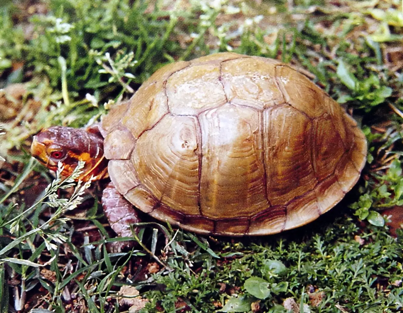 乌龟的种类图片及名称（乌龟的品种图片）