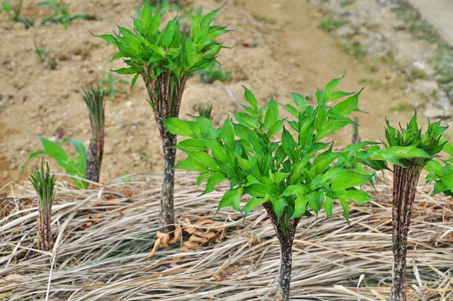 农业种植什么项目前景好挣钱多(十个高收益种植项目，想赚钱的别错过，建议收藏)