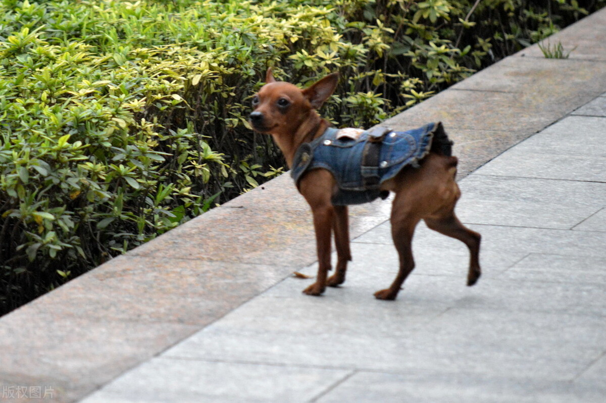 如何训练小鹿犬（小鹿犬的优缺点与训练方法）