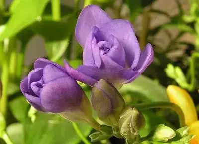 100种花的花语，太全了！ 第191张