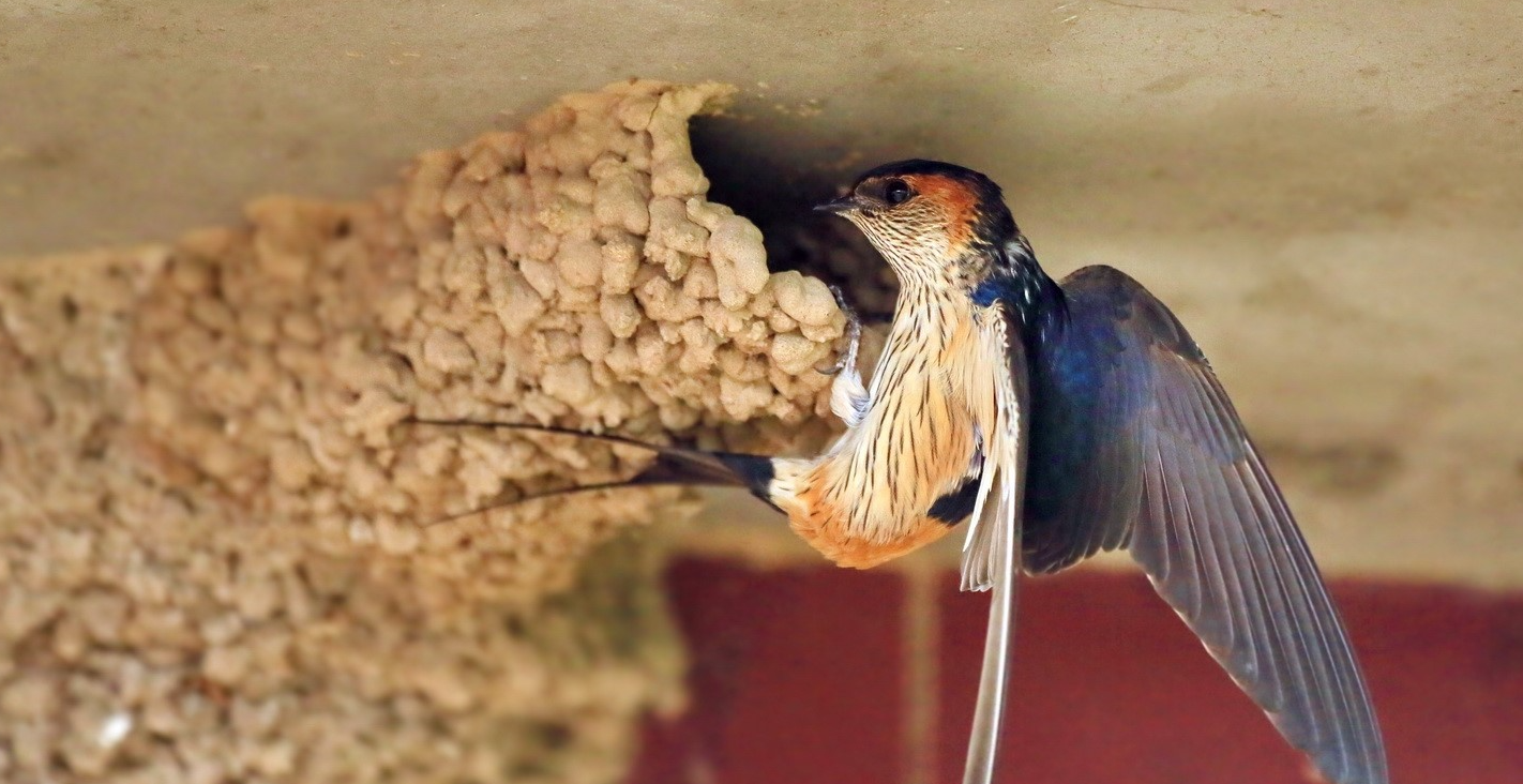 燕子为什么喜欢和人类待在一起呢?