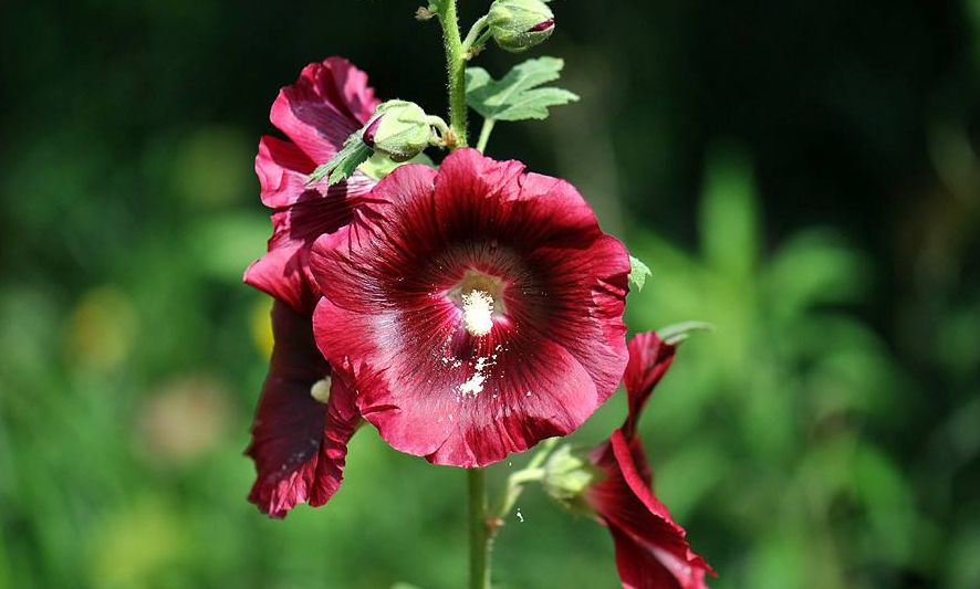 「诗词鉴赏」蜀葵花开 盛艳天地—古诗词里的蜀葵花