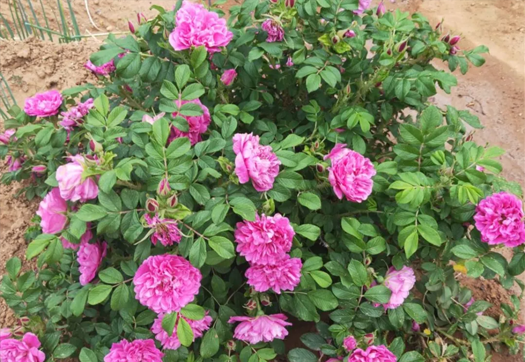 威海市环翠区北竹岛小学：构建“333”体系 高质量推动中医药文化进校园