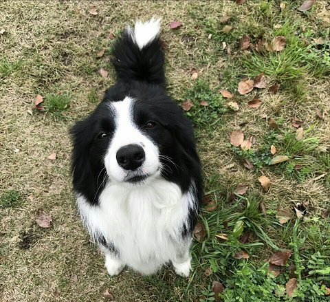 "穷养"边牧犬指南