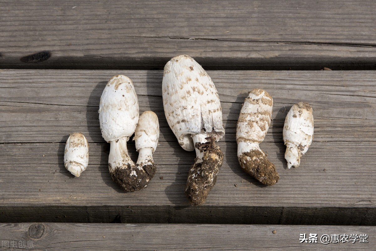 雞腿菇圖片,雞腿菇圖片做法大全