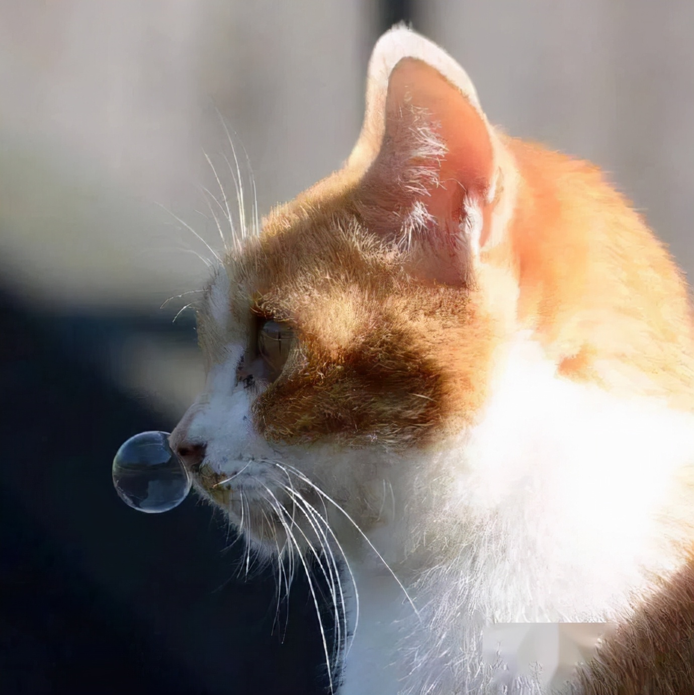 驱虫药猫咪哪个牌子好（宠主省钱必备的8种药品推荐）