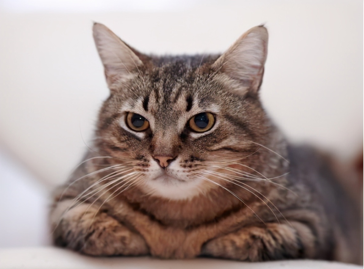 饲养狸花猫其实很简单,仅需做好这几点