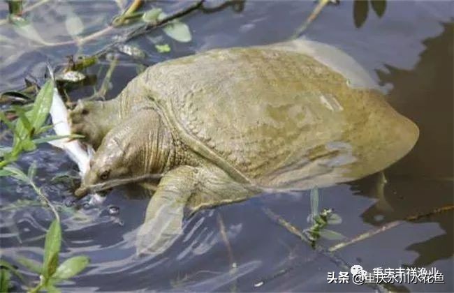 池塘仿造自然條件養(yǎng)殖甲魚的技術(shù)特點