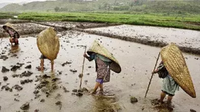 西安一学生因老鼠肆虐致死，老鼠引起的出血热不容小视！