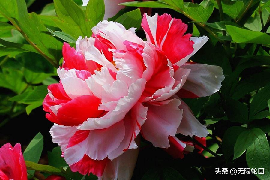 唯有牡丹真国色：10首最经典的牡丹花诗词