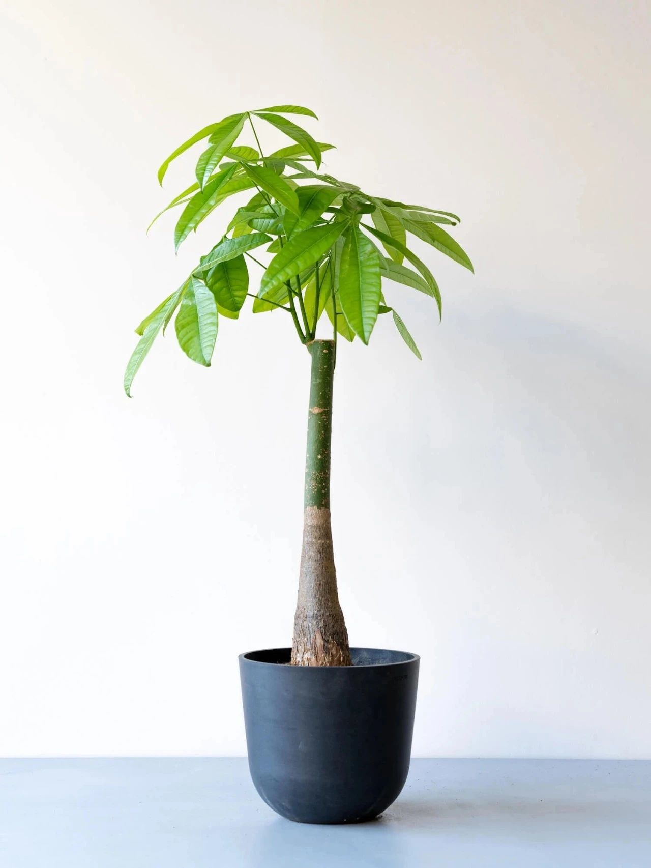 人气极高的7种室内观叶植物,这些盆栽植物多年流行一直没衰减