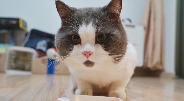什么猫好养