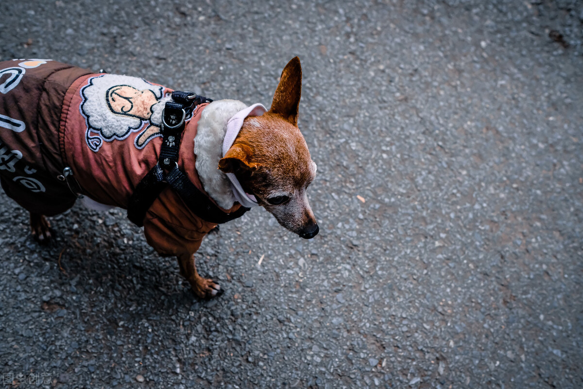 如何训练小鹿犬（小鹿犬的优缺点与训练方法）