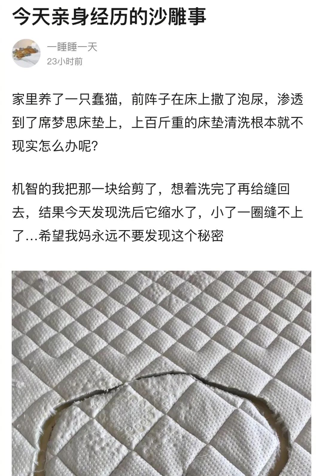 如何彻底祛除猫咪尿骚味？4步教你轻松消灭气味炸弹
