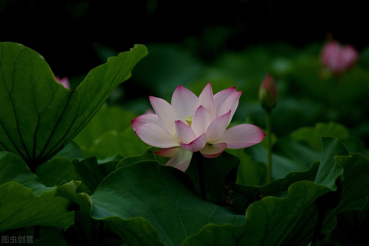 小池描写的是哪个季节（短短4句写尽初夏之美，流传千年）