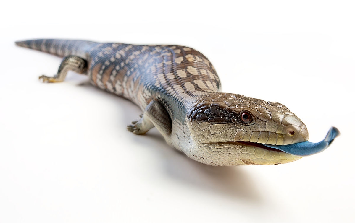 蓝舌石龙子寿命(科普关于蓝舌蜥的小知识)