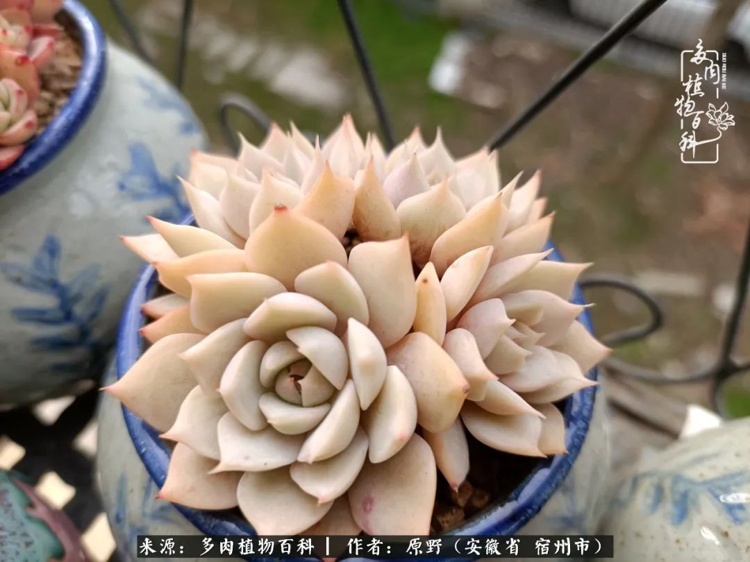 我心观世界：生活与多肉，应无所住而生其心