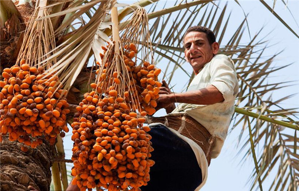 椰枣是椰子还是枣？到底和红枣有啥不同，口感软糯香甜，营养丰富