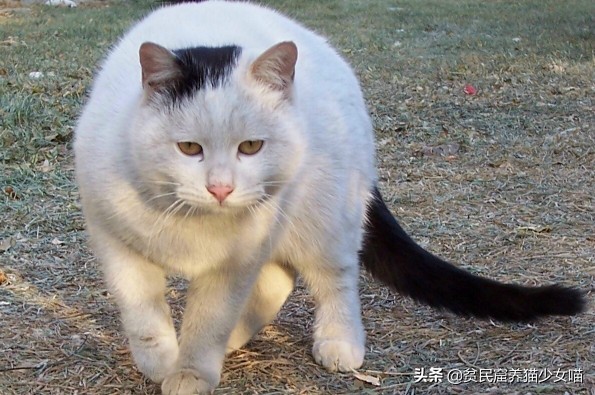 好貓吉祥升級版價格能入貓譜的那些中華田園貓