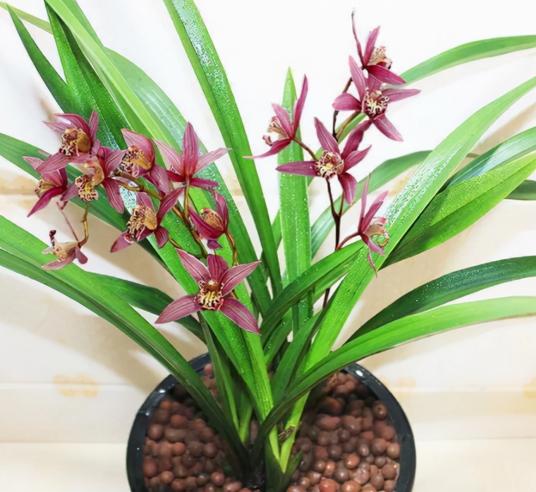 冬季的墨兰怎么养详细介绍「专业回答」 -骁龙网