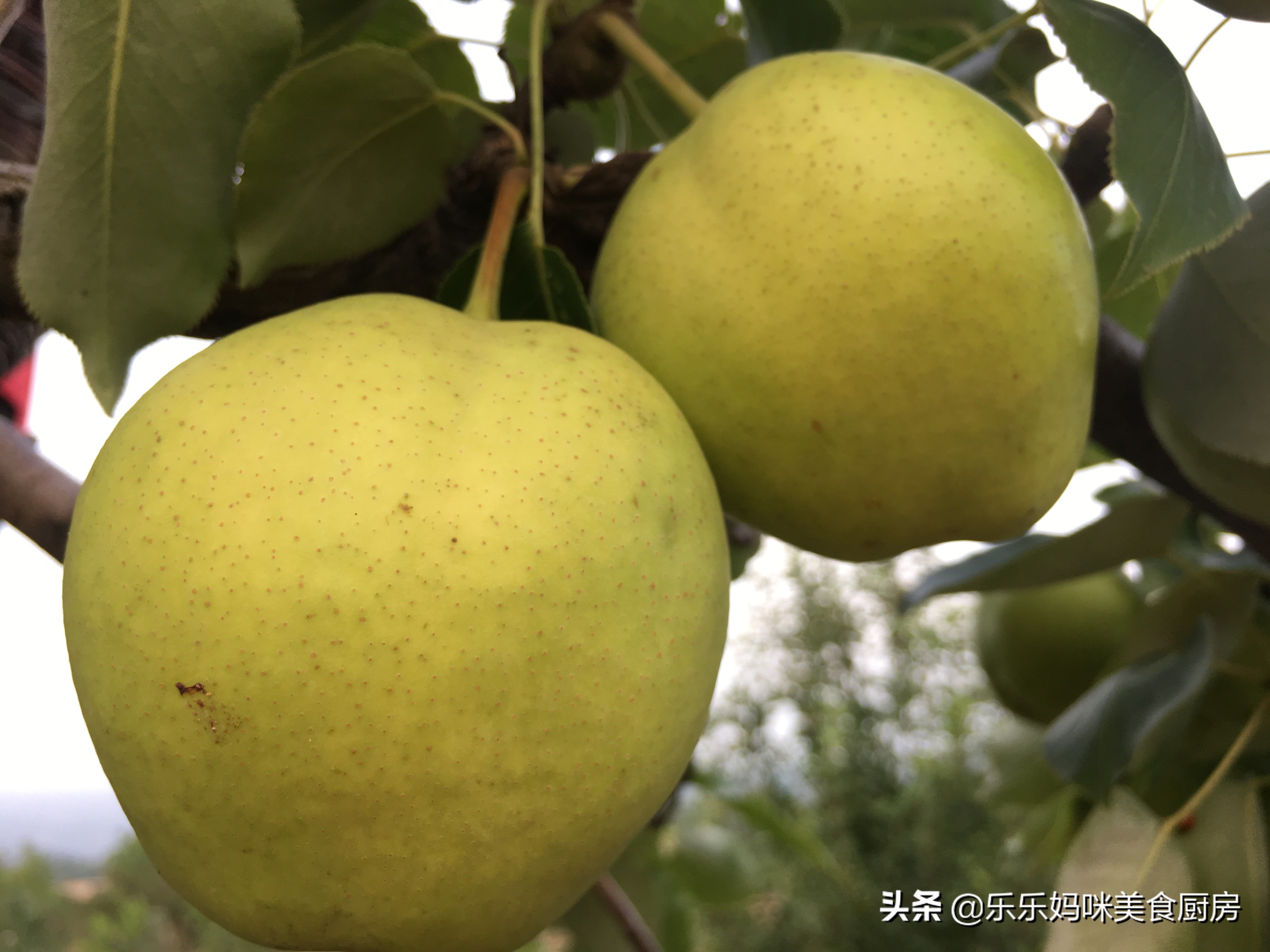 6种常见水果含糖量大排名，搞清楚后再吃，吃得健康也放心