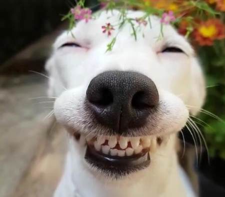 养狗多年的你，却不知道这些关于狗狗的“知识”？