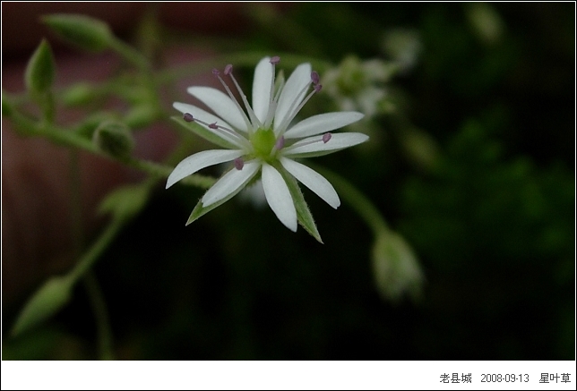 原谅我的知识浅薄 这些花的名字美绝了