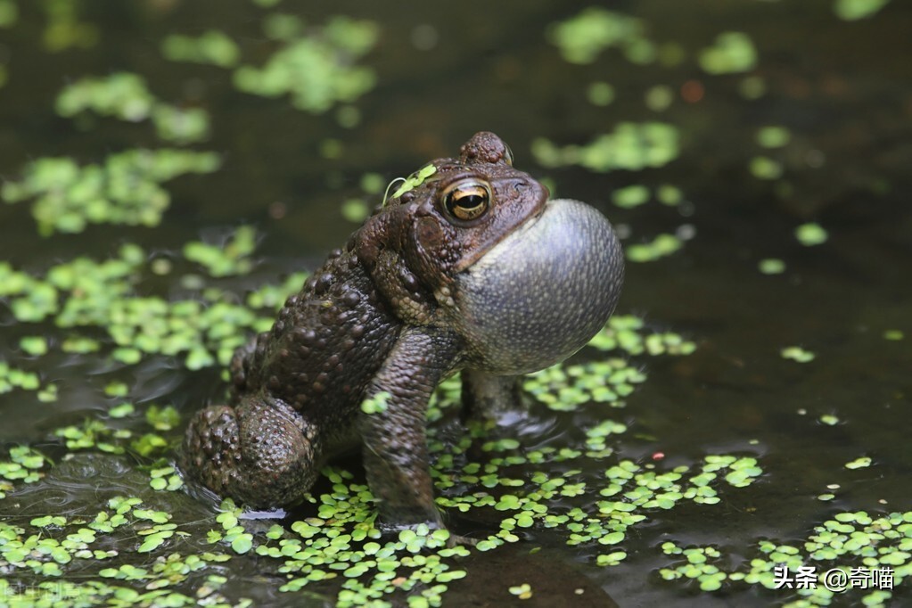 我们有句俗话说癞蛤蟆想吃天鹅肉,很明显,癞蛤蟆真的太丑了,背上密密