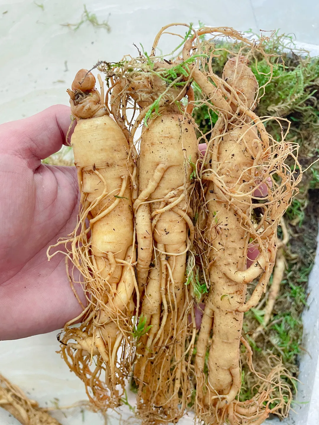 辰颐物语为什么人参要吃鲜的你不得不知道的几个点