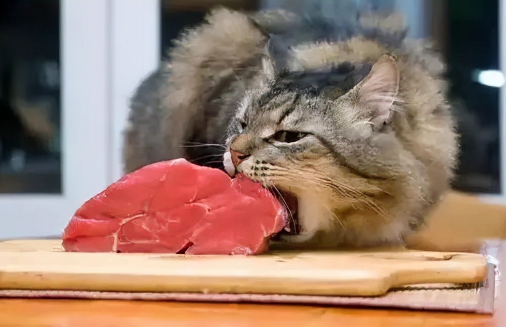 猫咪一直吃是没吃饱?幼猫没有饱腹感,主人不能放任
